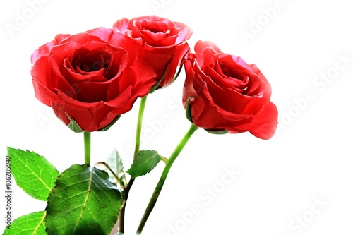 Valentine Rose with white background