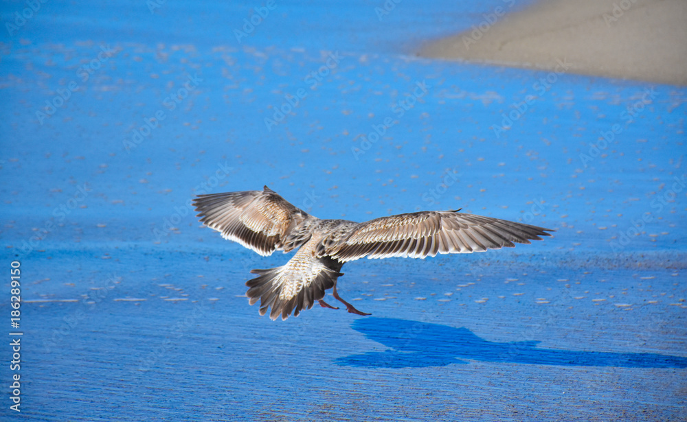 Naklejka premium Gulls over sea and water