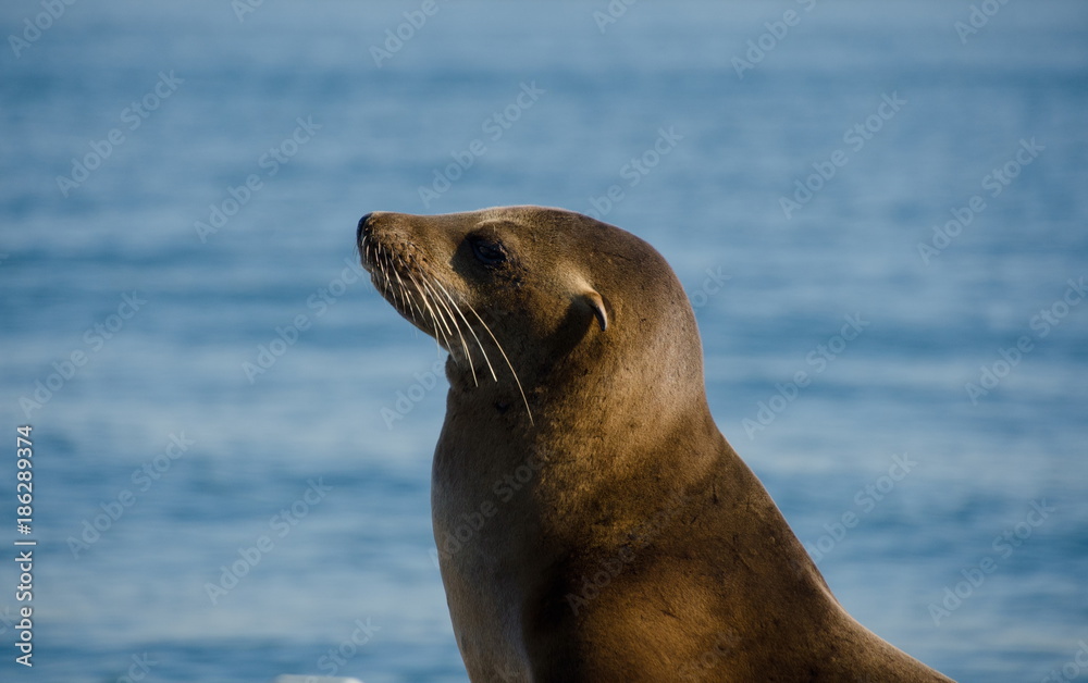 Fototapeta premium California sea lions at artificial landing near Shelter island
