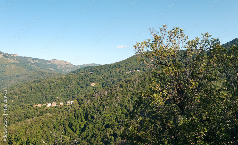 chestnut tree in Castagniccia mountain