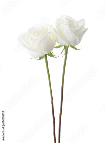 Two white roses isolated on white background.
