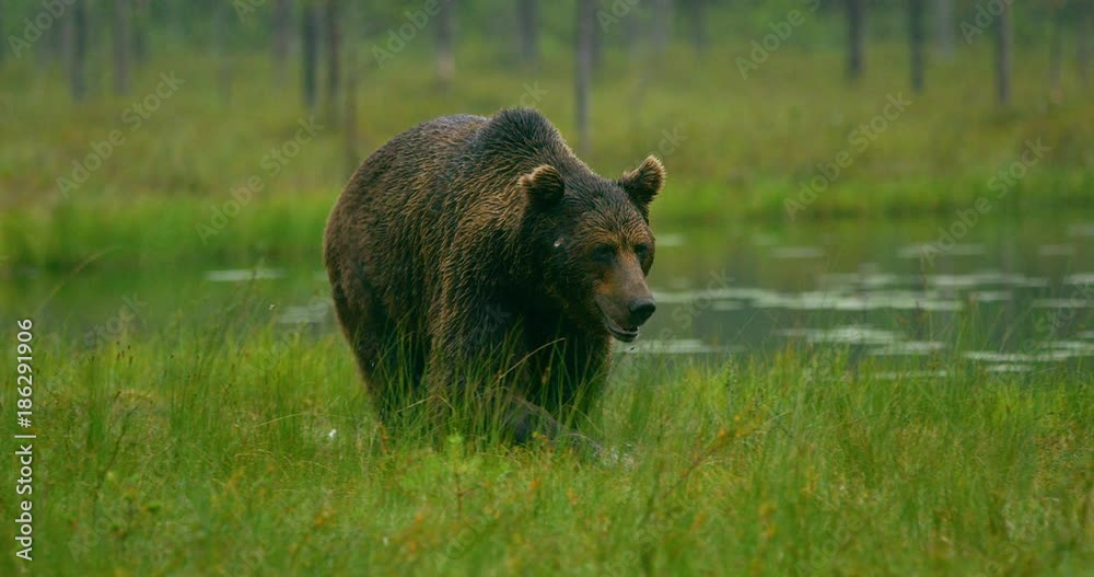 Close-up of large adult brown bear walking free in the forest at night