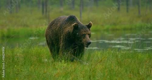 Close-up of large adult brown bear walking free in the forest at night