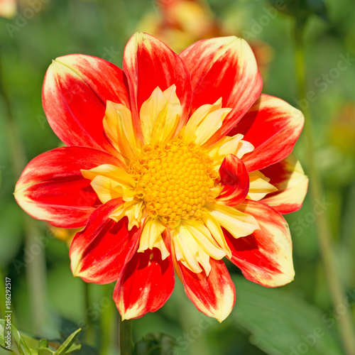 Fototapeta Naklejka Na Ścianę i Meble -  Dahlie, Dahlia