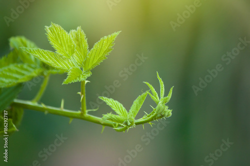 Branches and green leaves of Raspberry in garden.