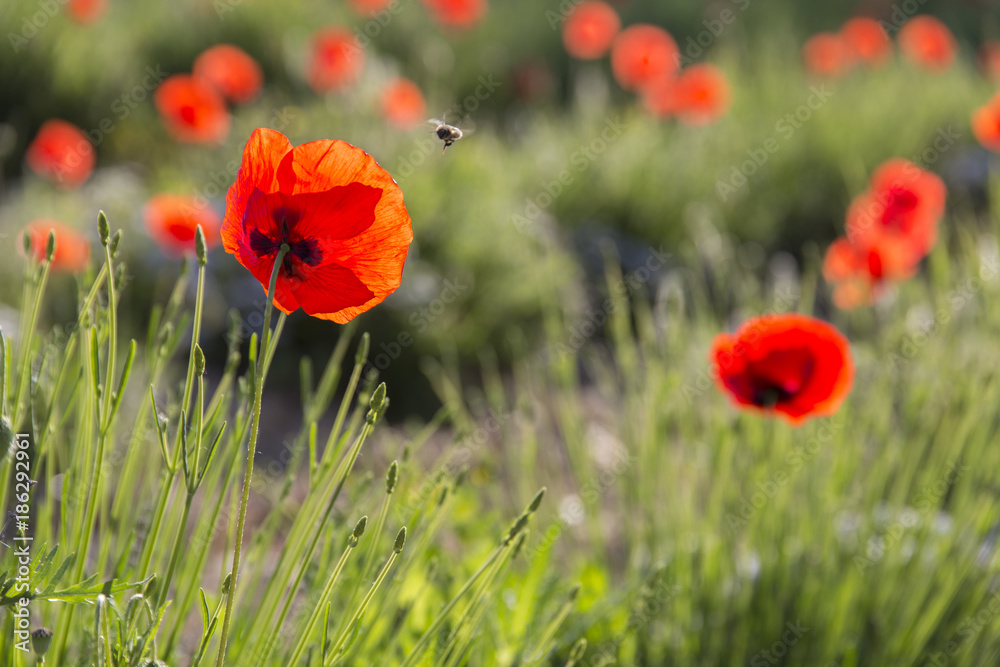 Obraz premium Coquelicots sur la commune de Viens dans le parc naturel régional du Luberon