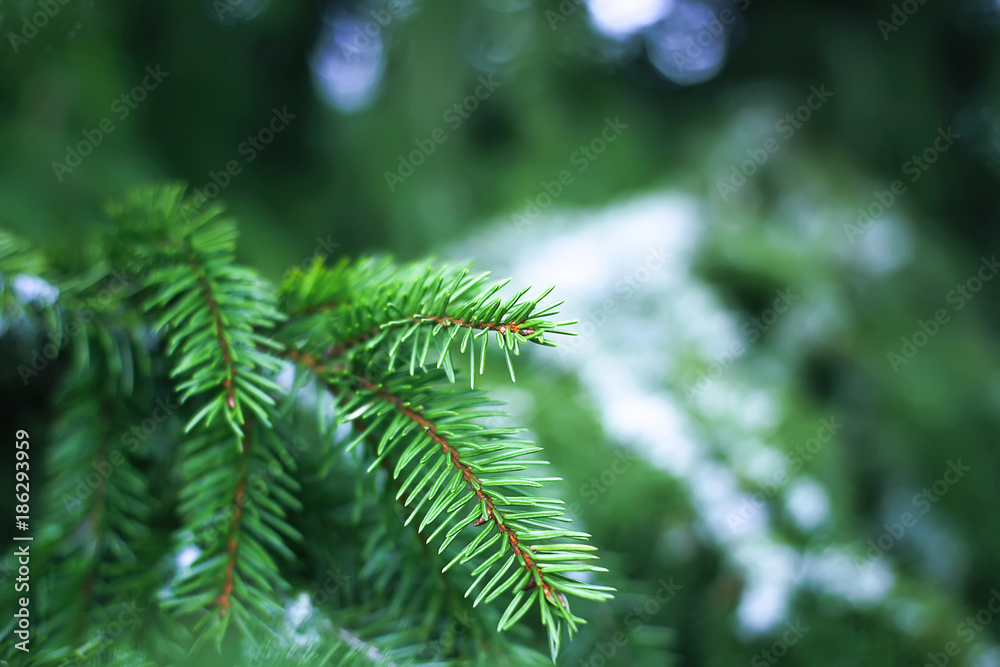 Green prickly fluffy fir tree branch close up.