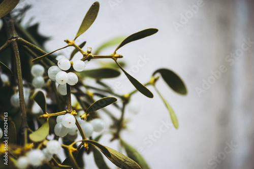 Tableau sur toile Branche de gui