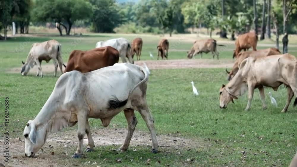 Thai cow eating grass on field in Northeast, Thailand. Thai cow eating grass on field in Northeast, Thailand.