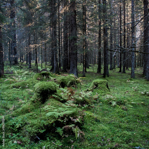 Forest - Skog © PerIvar