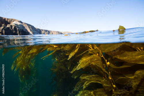 Kelp forest beauty of Anacapa Island, Channel Islands National Park. photo