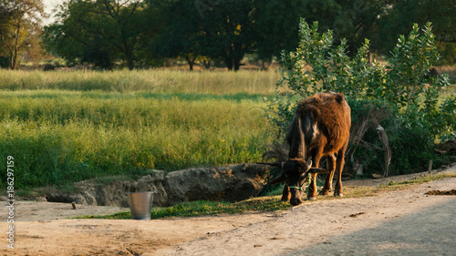 buffalo calf on roadside near wheat crop field