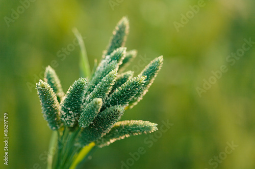 Phalaris minor or Gehu Ka Mama in India detailed macro or close-up view. photo