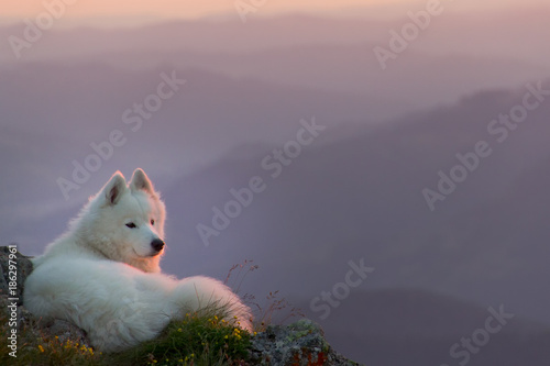 Beautiful white samoyed dog standing on a rock in the sunset light photo