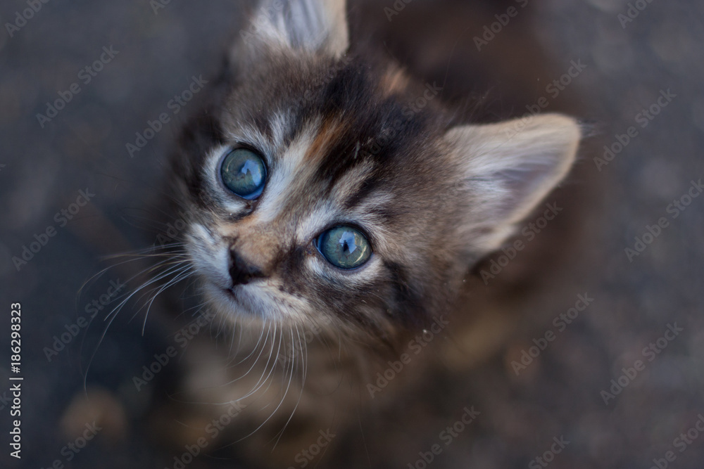 Le regard de bébé chat