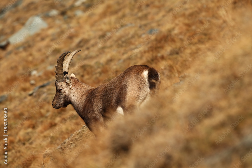Capra ibex. Photo was taken in Italy. It is found in southern Europe, less in the Western and southern Asia and North Africa. Wildlife of Italy. Autumn in nature. Capra ibex. Photo was taken in Italy. It is found in southern Europe, less in the Western and southern Asia and North Africa. Wildlife of Italy. Autumn in nature.