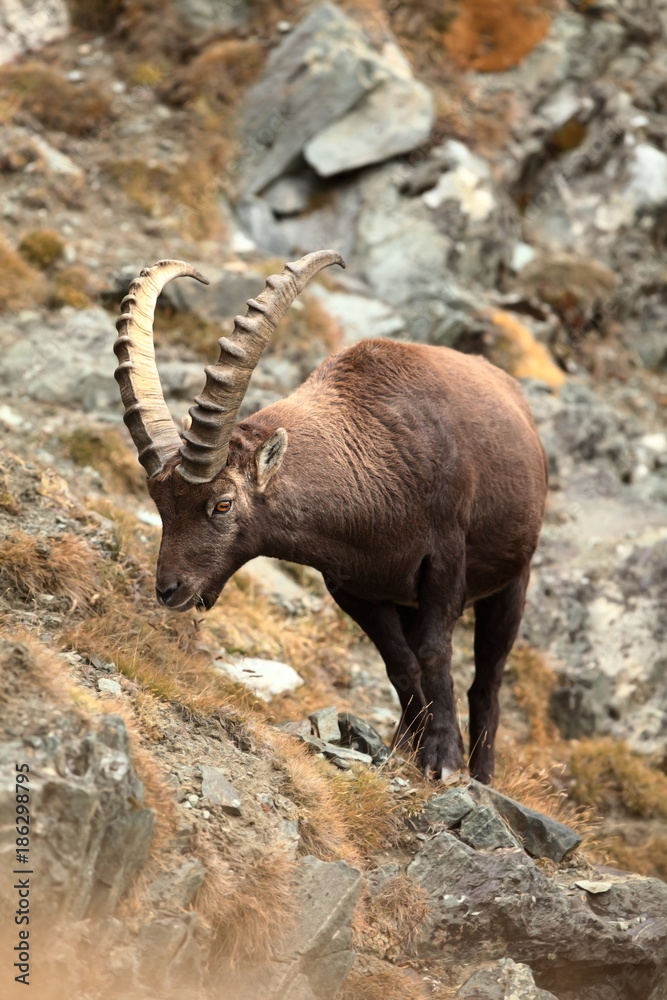 Capra ibex. Photo was taken in Italy. It is found in southern Europe, less in the Western and southern Asia and North Africa. Wildlife of Italy. Autumn in nature.