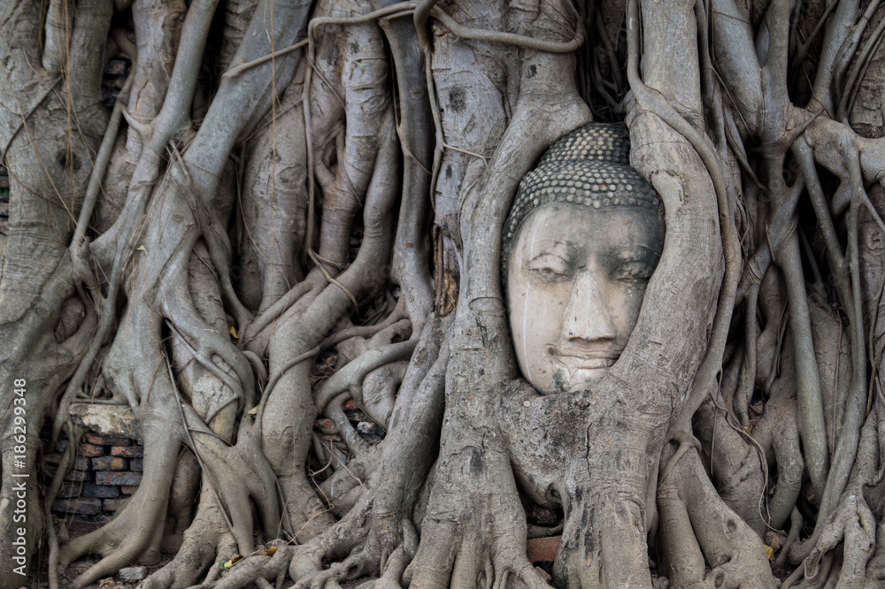 Buddha Face in a Tree