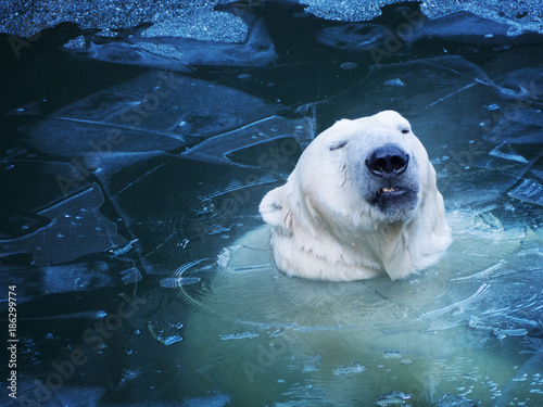 Portrait of an unhappy polar bear from the water. Not nice thin ice.