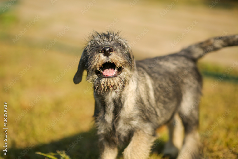 Schnauzer puppy running outside on green grass field Schnauzer puppy running outside on green grass field