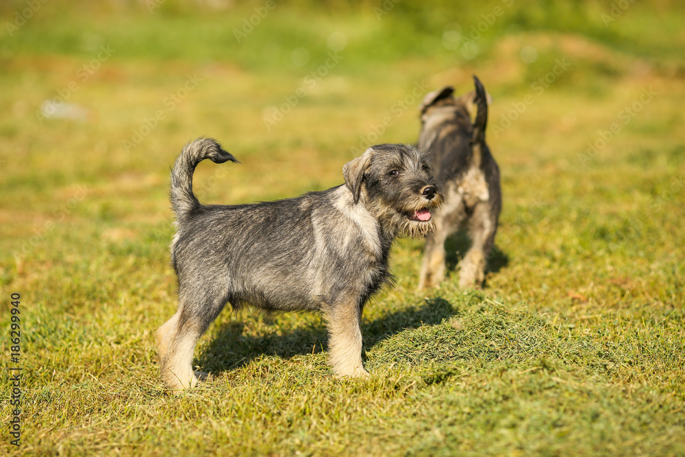 Fototapeta premium Schnauzer puppy running outside on green grass field