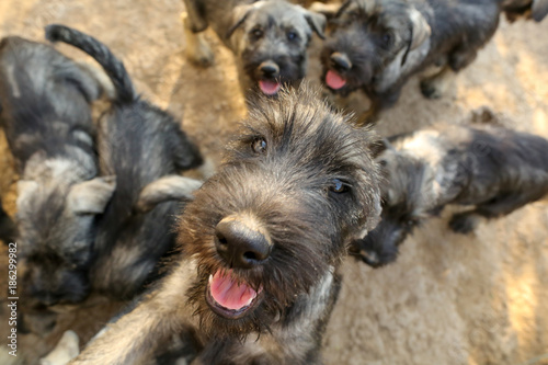 group of curious schnauzer puppys looking