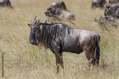 Blue wildebeests  Connochaetes taurinus  in savanna of Masai Mara National Park  Kenya