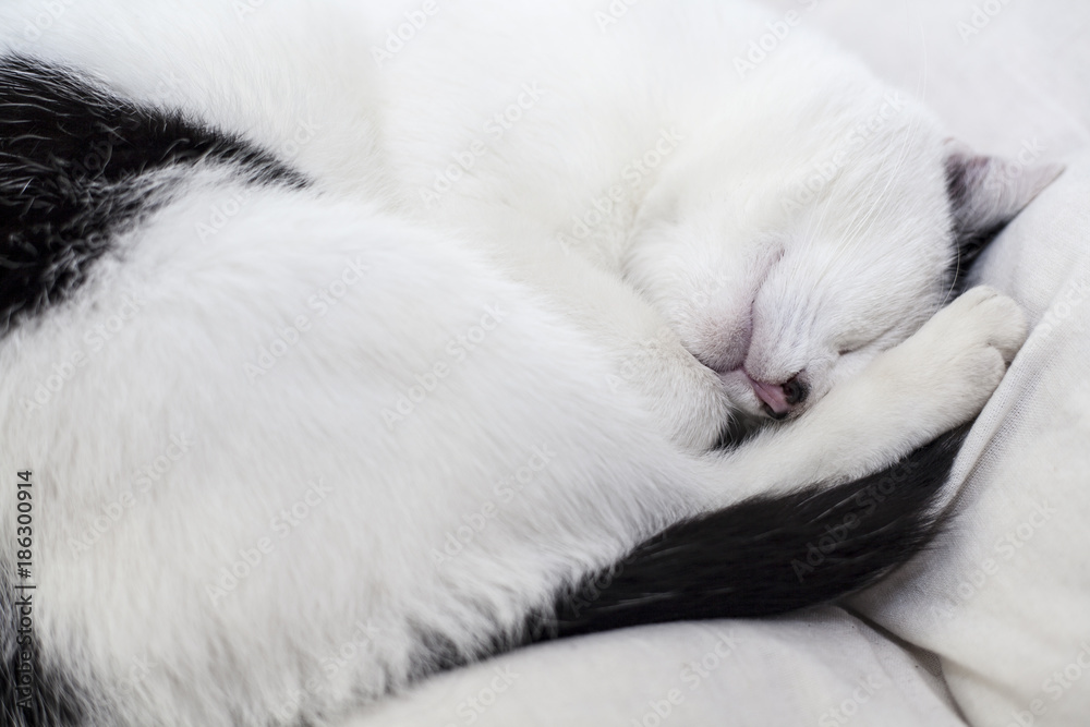 Fototapeta premium the cat is sleeping on the pillow