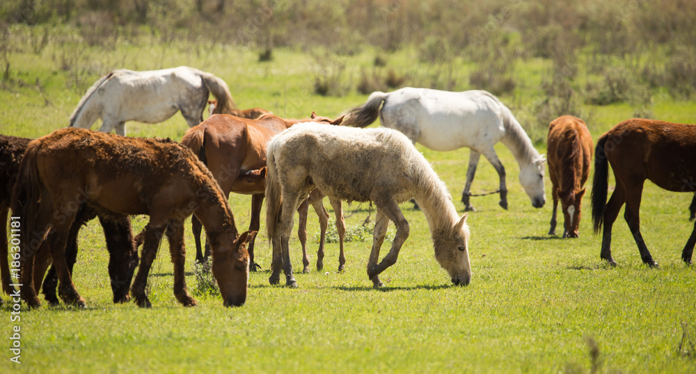 Horses in the pasture in the spring