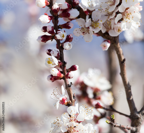 White flowers on a tree in spring