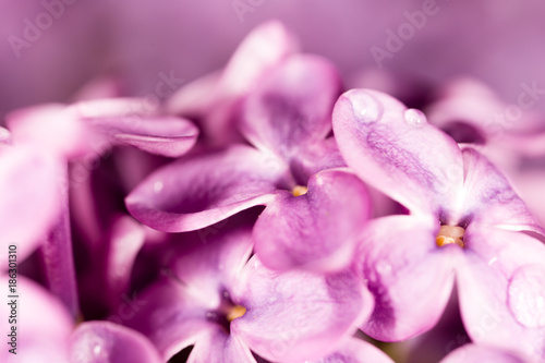Lilac flowers with drops of water
