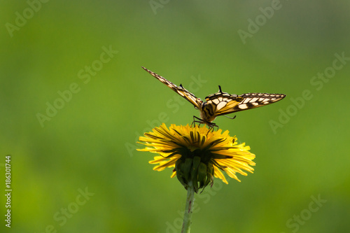 Swallowtail butterfly Papilio machaon on a dandelion © Halina