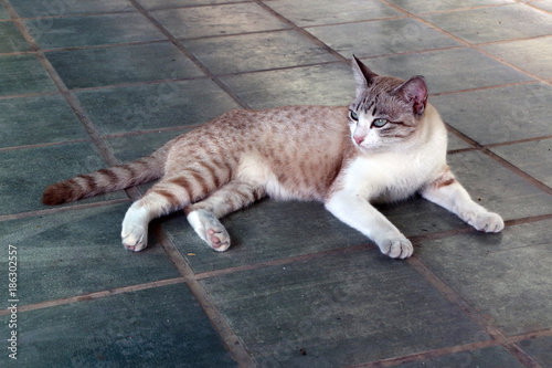 Brown striped with white color cat laying down on the floor. a small domesticated carnivorous mammal with soft fur, a short snout, and retractile claws. It is widely kept as a pet or for catching mice photo