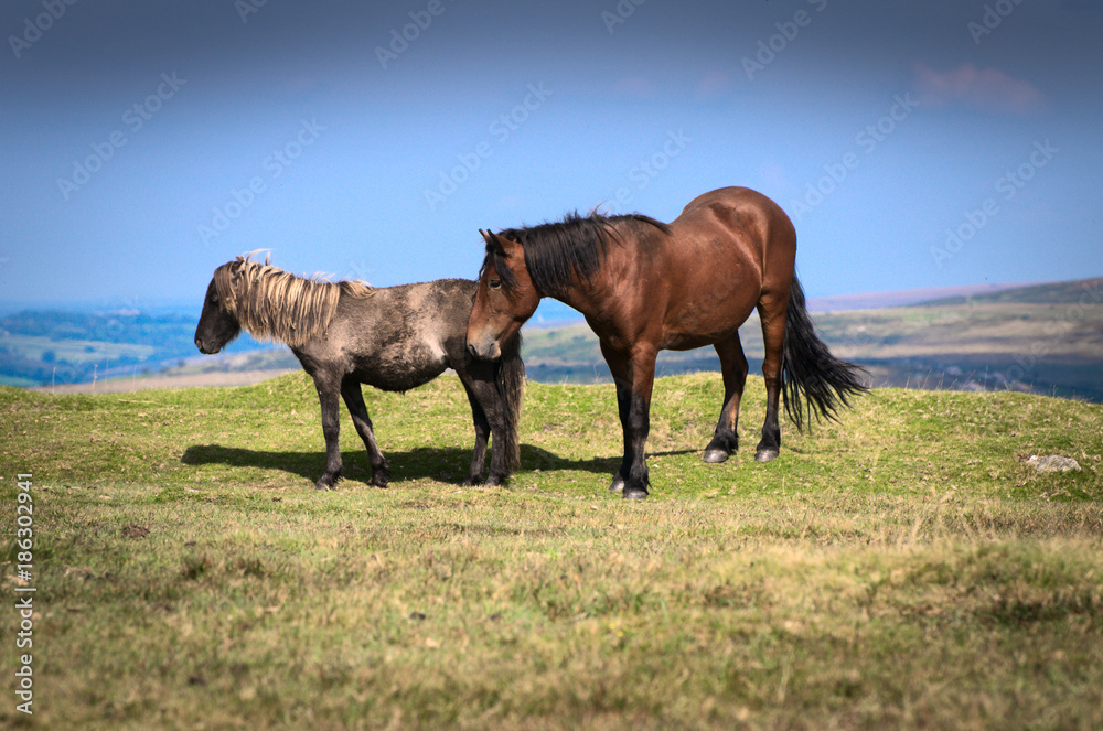 Horses in Dartmoor National Park