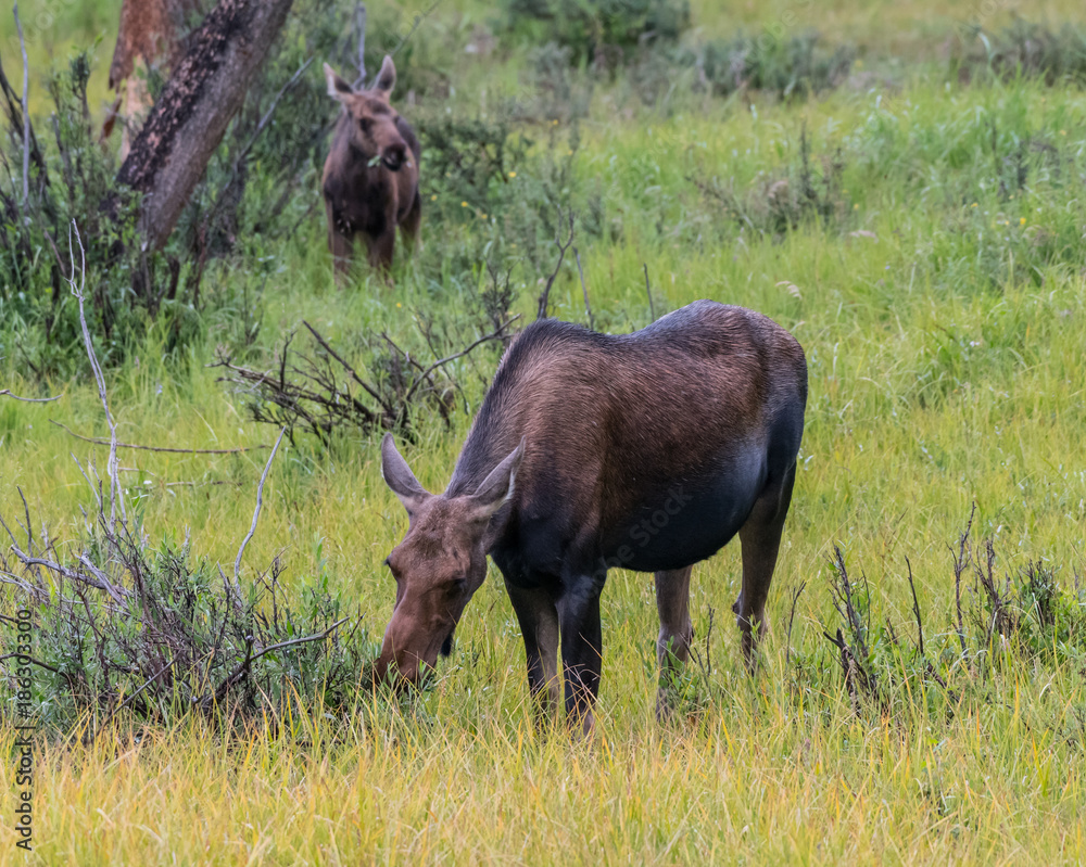 Mother and Calf Graze on Willow Mother and Calf Graze on Willow