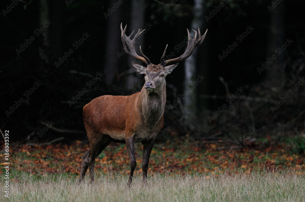 Rothirsch steht auf einer Waldwiese, Rotwild Brunft, Herbst Rothirsch steht auf einer Waldwiese, Rotwild Brunft, Herbst