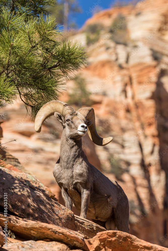 Obraz premium Desert Bighorn Sheep Ram