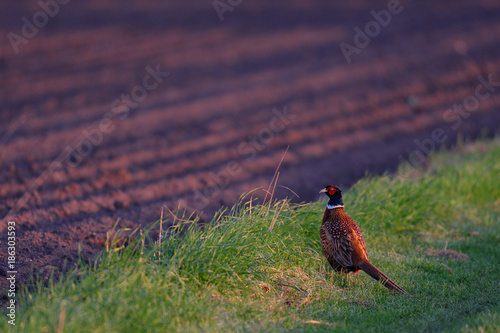 Jagdfasan, Fasanen Hahn steht am Feldrand, Frühling photo