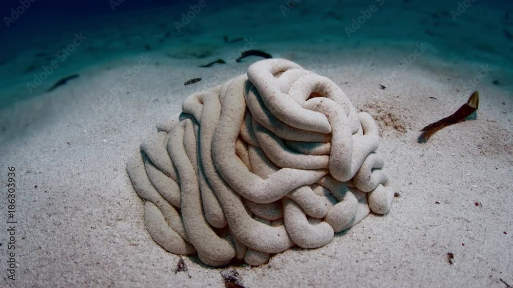  fecal mounds of yellow acorn worm , Ptychodera flava, WAKATOBI, Indonesia