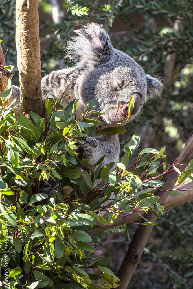 Obraz premium Koala Bear in Eucalyptus Tree