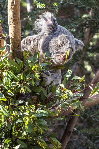 Koala Bear in Eucalyptus Tree