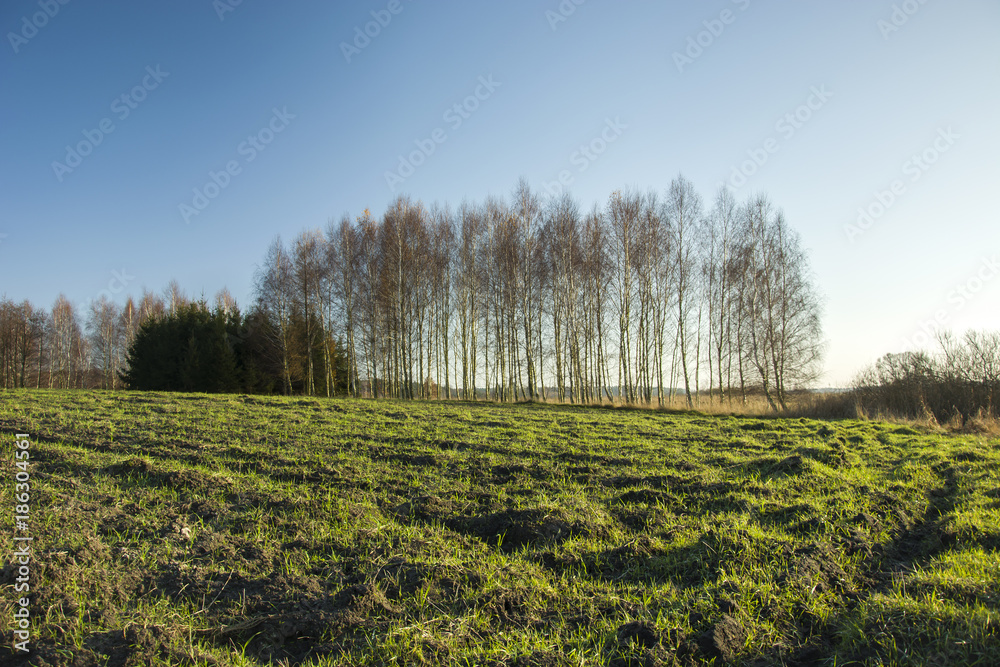Fototapeta premium Green grass on the field and trees without leaves