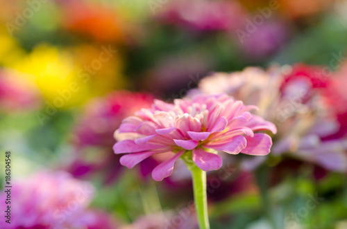 Blurry flowers with blurred background.