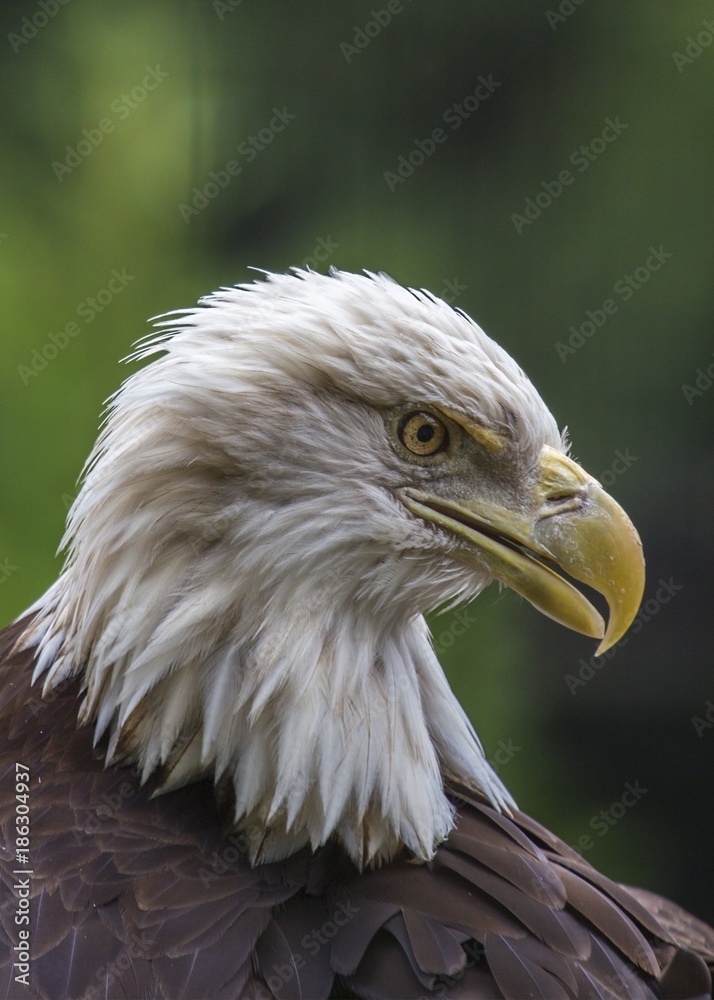 American Bald Eagle (Haliaeetus leucocephalus) American Bald Eagle (Haliaeetus leucocephalus)