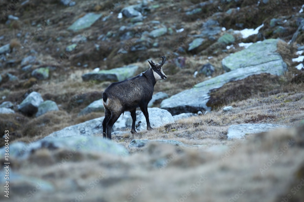 Rupicapra rupicapra. Wildlife of Italy. Autumn nature in the mountains. The beauty of Europe. Mountain views. Photo was taken in Italy. Gran Paradiso.Photo was taken in Italy. Gran Paradiso. 