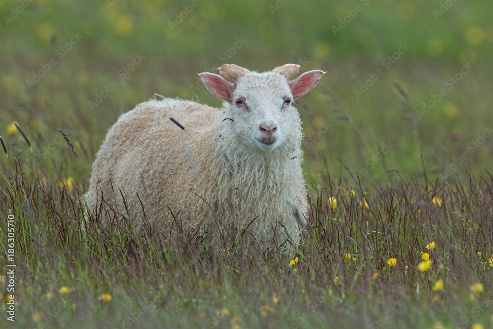 Obraz premium Sheep in Iceland on a medow with yellow flowers. Icelandic domestic lamb in summer on blooming hayfield.