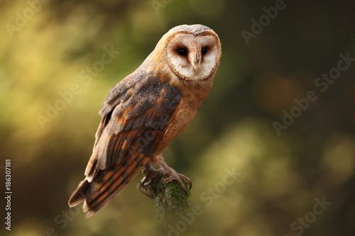 Tyto alba. Autumn nature. Wild nature of Czech. Owl in autumn nature. Beautiful Autumn in Czech. Wild nature. Barn Owl, photographed in the Czech Republic. A medium-sized species of owls. Found in Eur