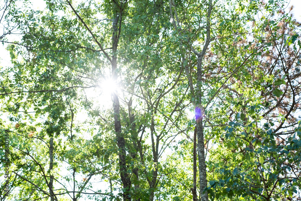 Fototapeta premium wild forest near the spa