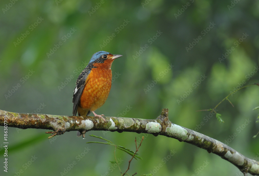 White-throated Rock Thrush White-throated Rock Thrush