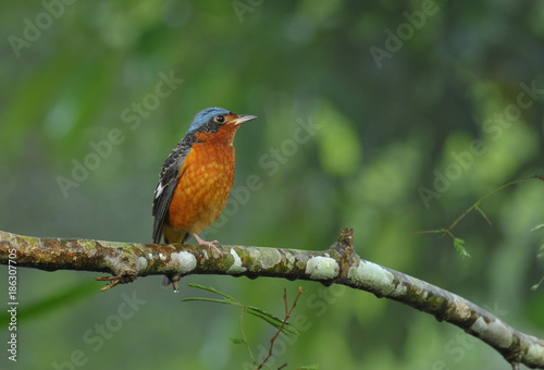 White-throated Rock Thrush